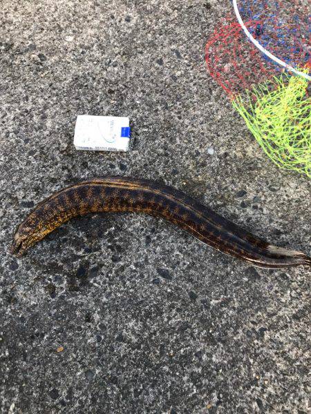 子鯖大漁、泳がせ成功！