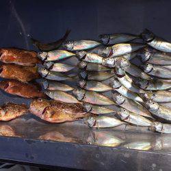 惨敗からのアジング、アコウ