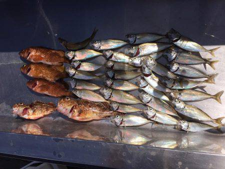 惨敗からのアジング、アコウ