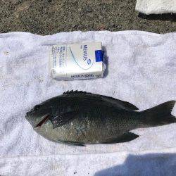 三崎磯で、メジナフカセ！