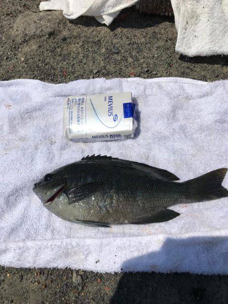 三崎磯で、メジナフカセ！