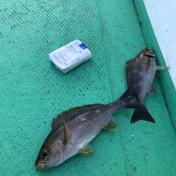 外房でイサキ船！大爆釣～！！三喜丸！！