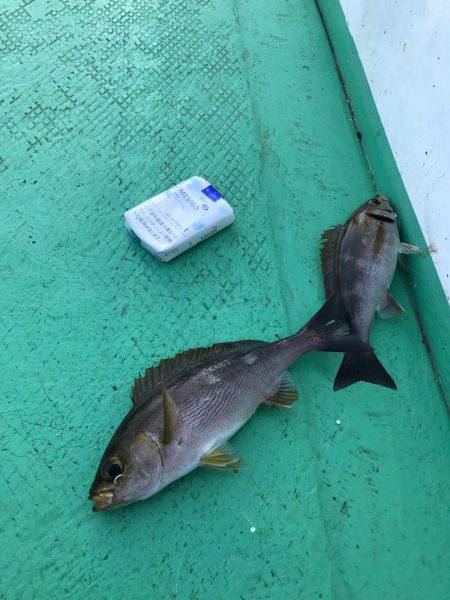 外房でイサキ船！大爆釣～！！三喜丸！！