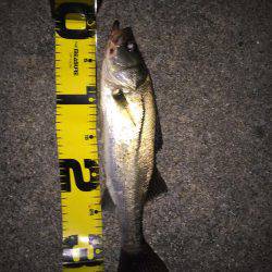 四日市 シーバス