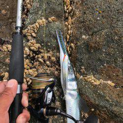 串本大島 沖磯ルアー青物狙いでダツ！