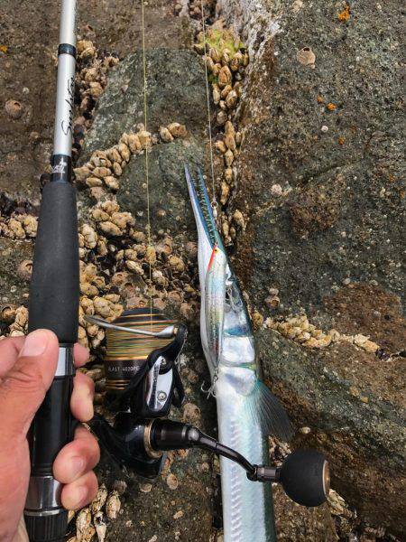 串本大島 沖磯ルアー青物狙いでダツ！