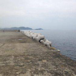 アオリイカ釣れました