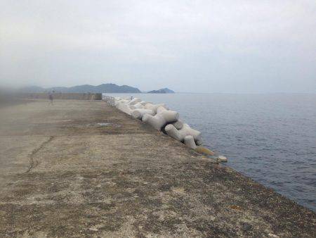 アオリイカ釣れました