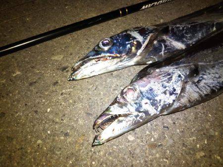 サーべリング♪