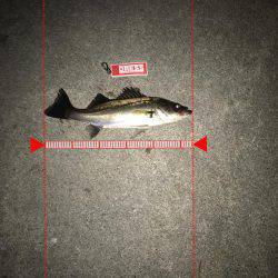 昨日と似たような投稿…