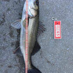 バチ抜け狙いで