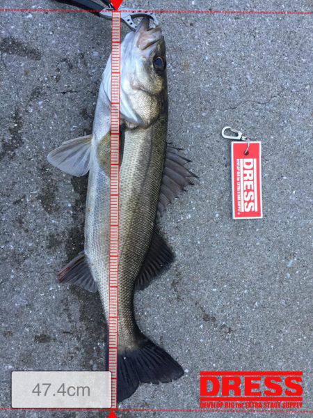 バチ抜け狙いで