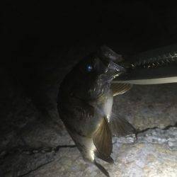 そろそろメバルも終わり？