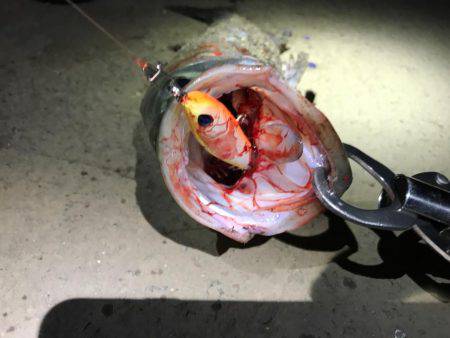 名古屋港ナイトゲーム