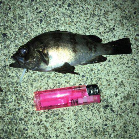 メバル渋め 気温の高さが原因？