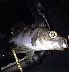 ジグ単じゃ無理ー