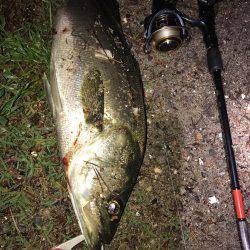 いいシーバスをゲット