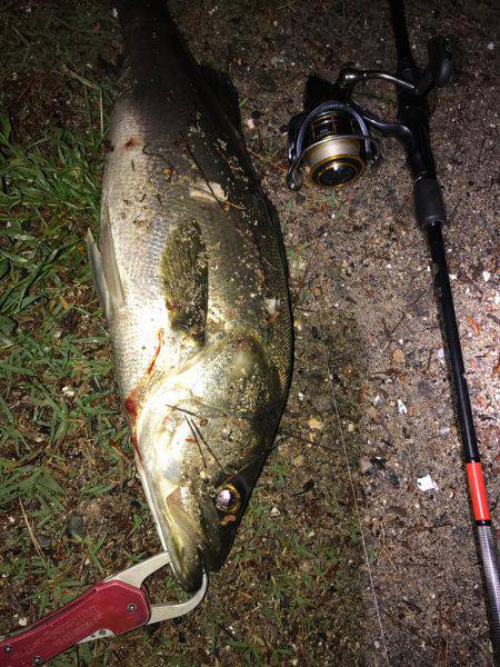 いいシーバスをゲット