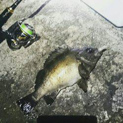 プラッキングで梅雨メバル