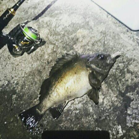 プラッキングで梅雨メバル