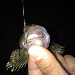 垂水漁港でガシリング！！