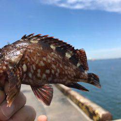 四日市港でガシラゲーム