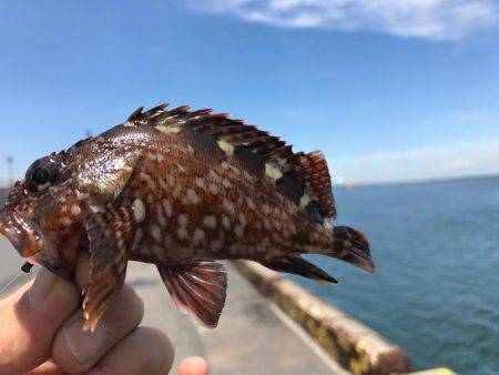 四日市港でガシラゲーム