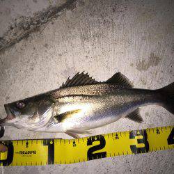 シーバス 新規開拓