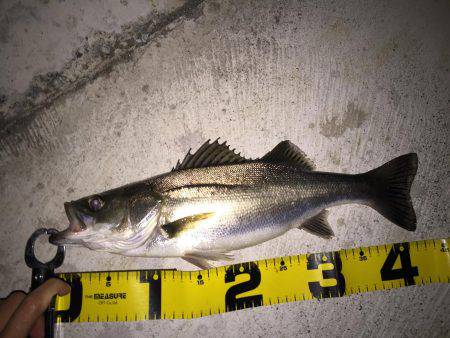 シーバス 新規開拓