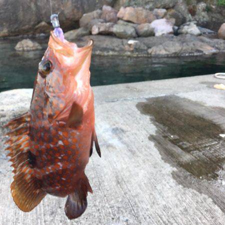 アジング のはずが、、、