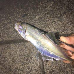 アジングつ抜けin横浜