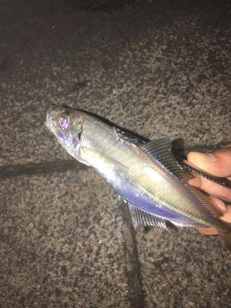 アジングつ抜けin横浜