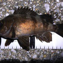 まだまだメバル健在！