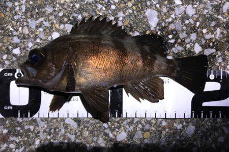 まだまだメバル健在！