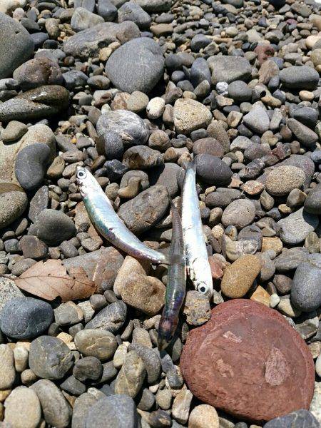 ショアジギ×キッシング