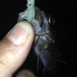 メバリング！！再開( ^ω^ )