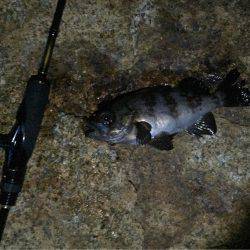 今年初、アコウ&タコ調査!