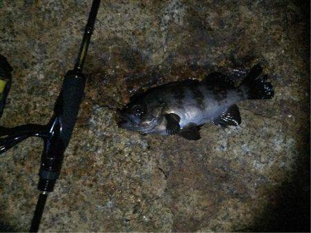 今年初、アコウ&タコ調査!