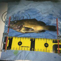 オトコの夜釣り（笑）