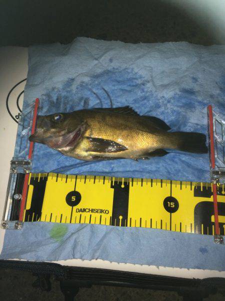 オトコの夜釣り（笑）