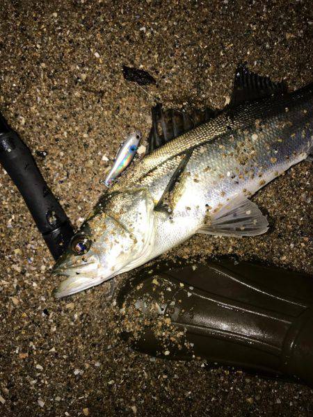 シーバスとマゴチ