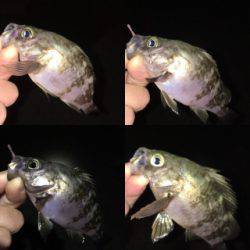 シーズン終盤メバリング