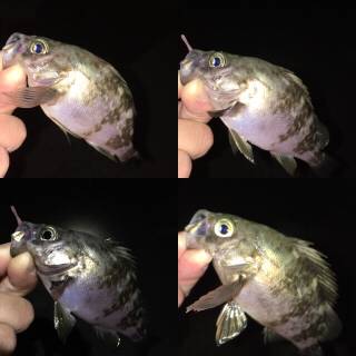 シーズン終盤メバリング