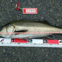 エビ撒きズボ釣り