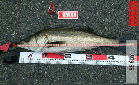 エビ撒きズボ釣り