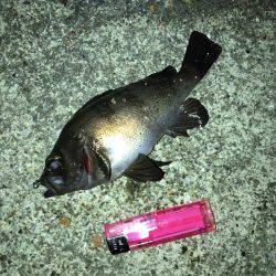 メバリングまだ楽しめるぞ!