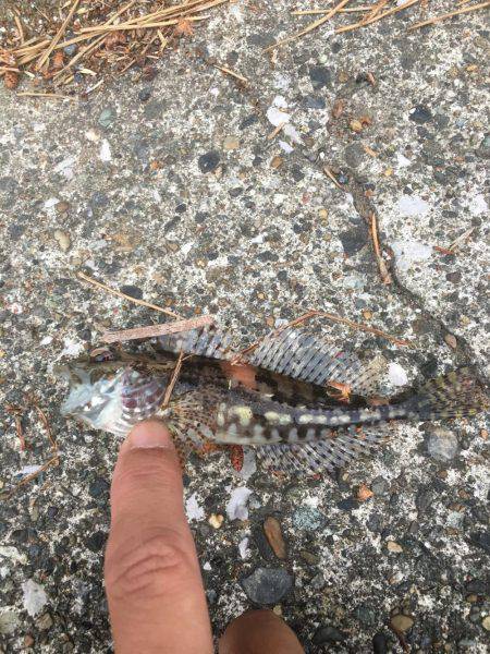 福浦岸壁でカサゴ！