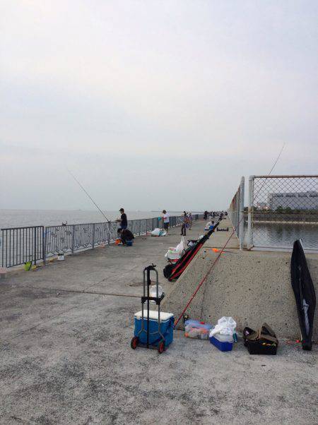 サイズまだまだ小さい