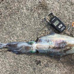 ラスト、春イカ！