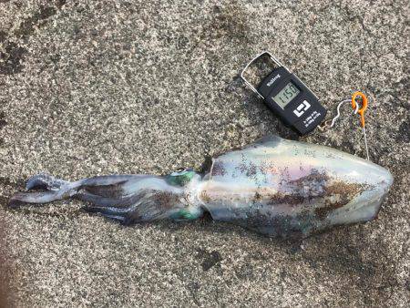 ラスト、春イカ！